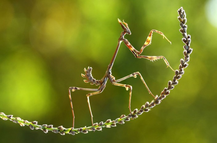 in-focus-national-geographic