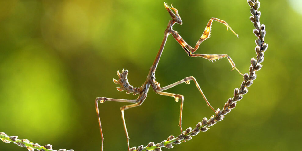 in-focus-national-geographic